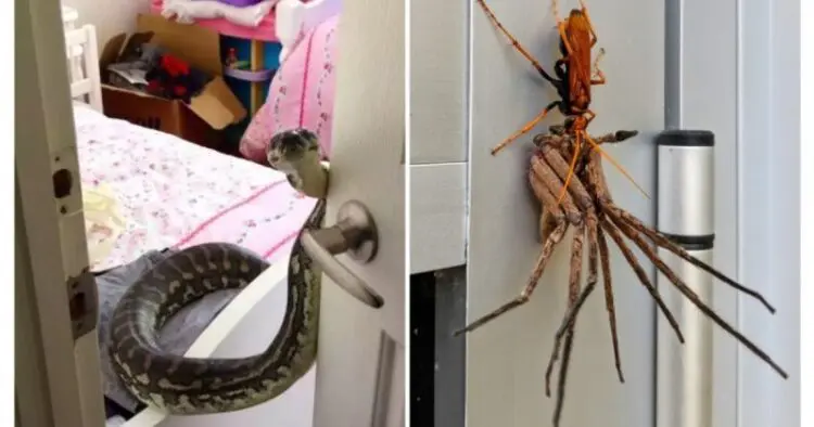 15 убедителни причини, поради които Австралия трябва да бъде обичана отдалеч…