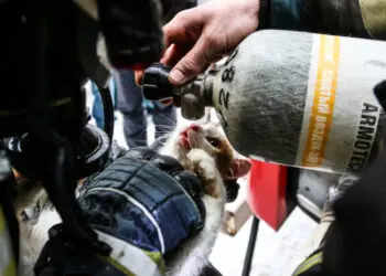 Руски пожарникари спасиха коте от неминуема гибел в горяща сграда! (ВИДЕО)