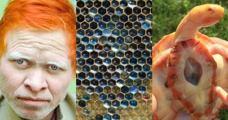 9 невероятни неща, които си струват да бъдат видяни…