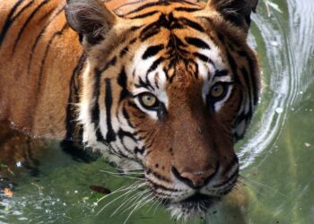 2022 е годината на Тигъра според източния календар – какво да очакваме?