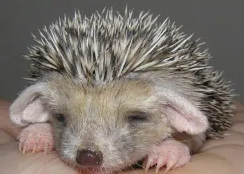 Най-нежните мъже според тяхната зодия