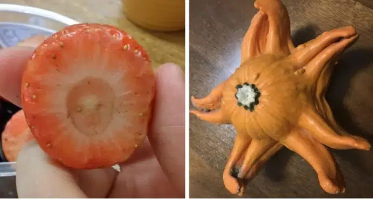 20 случая, когато природата реши да ни изненада по най-неочакван начин