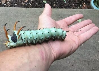 19 доказателства, че нашата природа винаги е готова да плаши като филм на ужасите