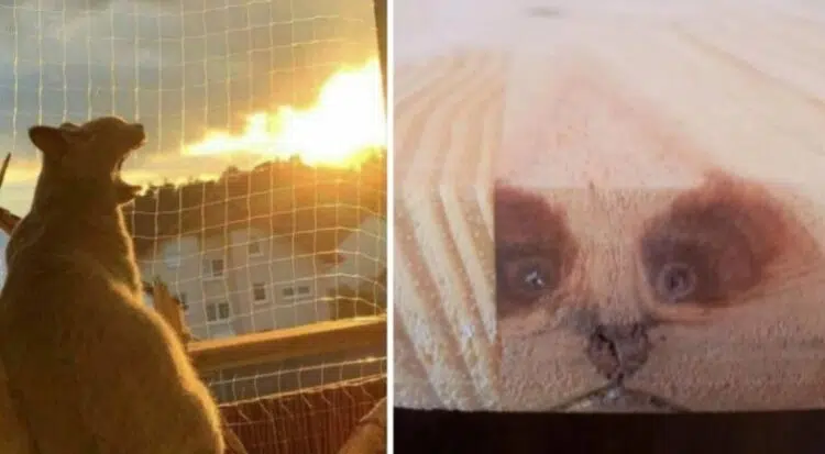 Оказа се, че това, което виждаме, не е това, което е – или погледни тези снимки 2 пъти