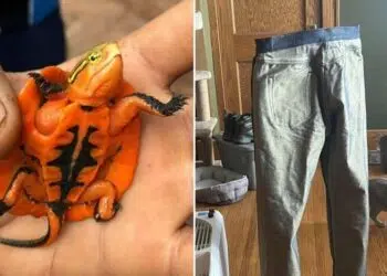 10+ любопитни находки от ежедневието