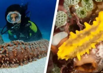 Защо хората рискуват живота си, гмуркайки се за морски краставици?