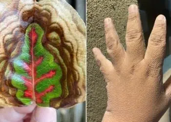 Любопитни и редки находки, които хората са споделили онлайн