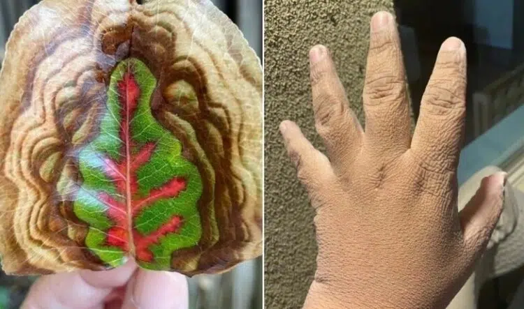 Любопитни и редки находки, които хората са споделили онлайн