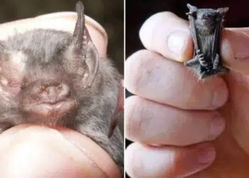 Как изглежда най-малкият бозайник на Земята?