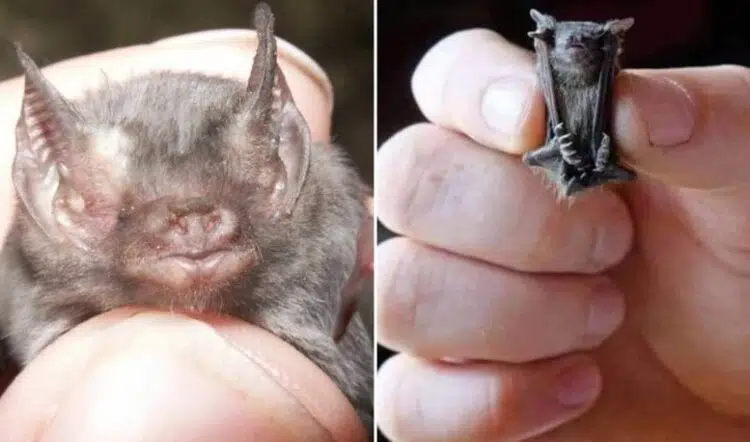 Как изглежда най-малкият бозайник на Земята?