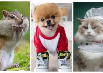 Най-богатите животни в света са котка, куче и отбор бурундуци, виж историите им