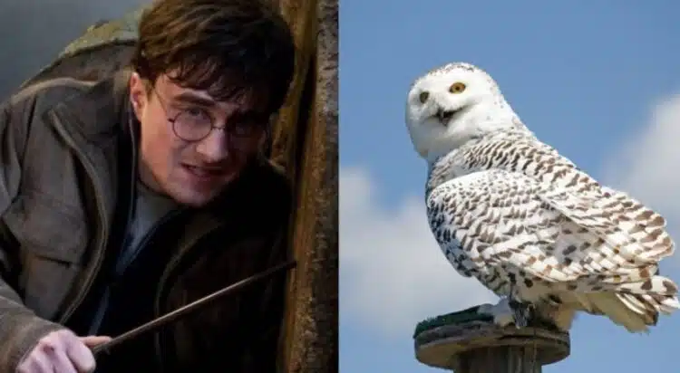 Warner Bros. планира да поднови франчайза Хари Потър