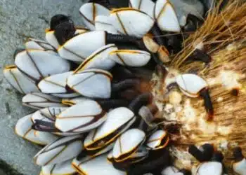 Във Великобритания на брега на морето беше открит рядък и скъп деликатес