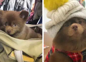 Това куче беше изхвърлено, защото беше „твърде голямо“, но Интернет се влюби в него