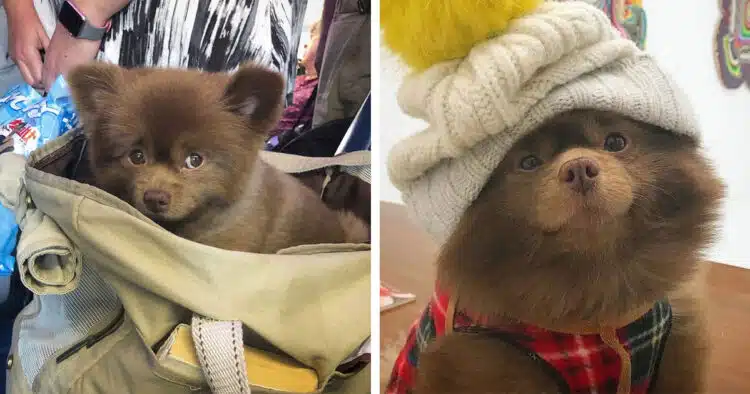 Това куче беше изхвърлено, защото беше „твърде голямо“, но Интернет се влюби в него