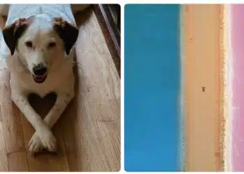 „Не мога да повярвам, че улових този миг“ или какво хората заснеха и споделиха