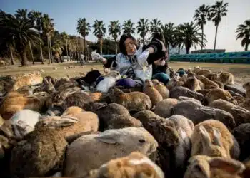 Толкова много зайци и почти никакви хора: заешки остров в Японско море