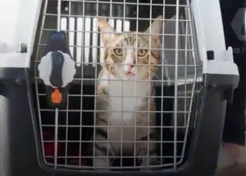 Отборът на Англия си тръгва с бездомната котка Дейв от световното първенство в Катар