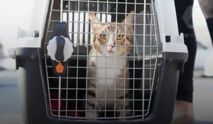 Отборът на Англия си тръгва с бездомната котка Дейв от световното първенство в Катар