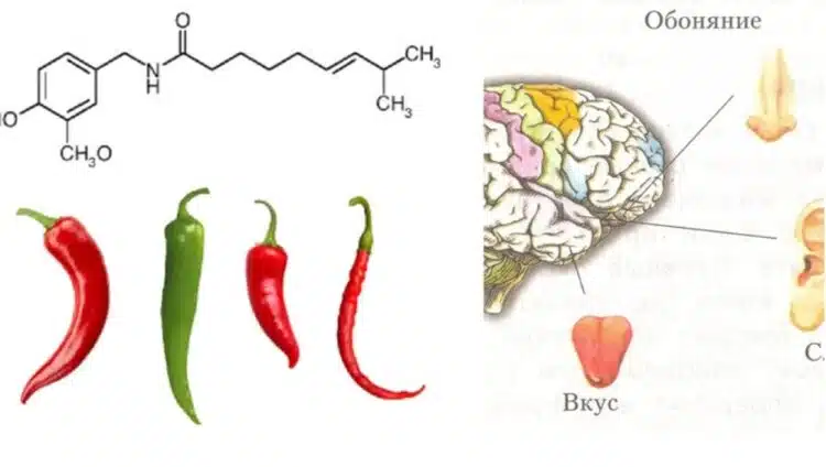 Защо си мислим, че ментата охлажда, а чушките разпалват огън?