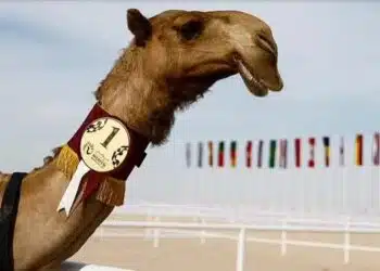 Не само Световната купа: в Катар се проведе конкурс за красота на камила