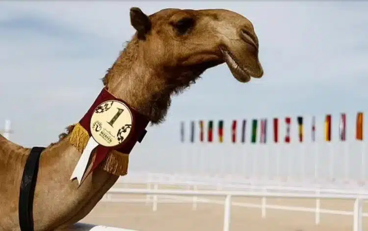Не само Световната купа: в Катар се проведе конкурс за красота на камила