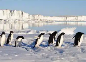 Вие не попитахте, но ние отговаряме: защо пингвините се нареждат на опашка, преди да се гмурнат в океана?