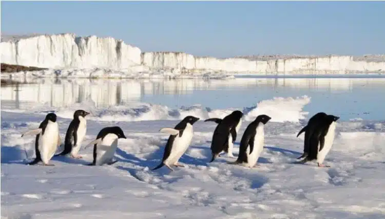 Вие не попитахте, но ние отговаряме: защо пингвините се нареждат на опашка, преди да се гмурнат в океана?
