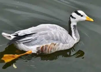Планинска гъска: покорява Еверест 2 пъти годишно и още любопитни факти за нея!