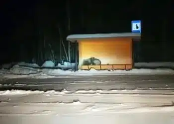 Мечка с малки се скри от виелица на автобусна спирка