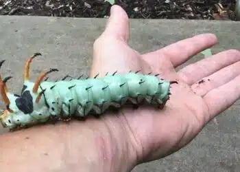 19 доказателства, че нашата природа винаги е готова да плаши като филм на ужасите