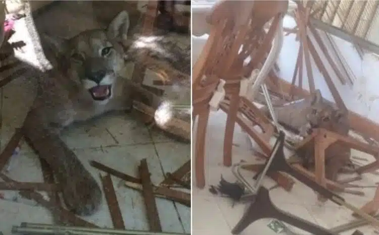 „Кой направи това?“: Чилийско семейство открива, че домът им е съборен