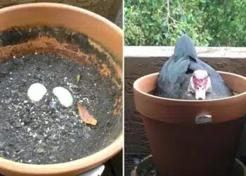 Една жена забеляза няколко яйца в саксията си