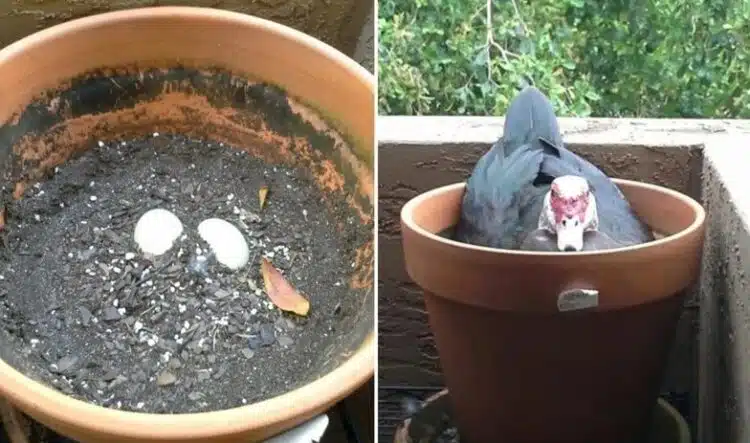 Една жена забеляза няколко яйца в саксията си