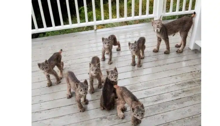 Семейство рисове решило да посети жител, който бил абсолютно изненадан от видяното