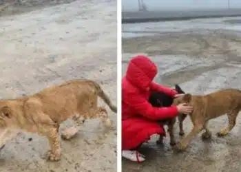 Хранех го на ръка, вече е част от нашето семейство