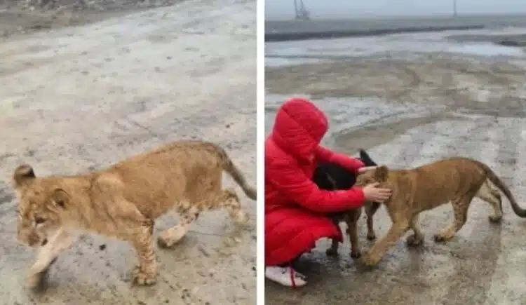Хранех го на ръка, вече е част от нашето семейство