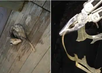 Мъж забелязал опосум да лежи неподвижно на верандата му