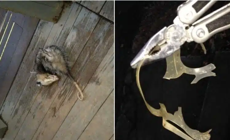 Мъж забелязал опосум да лежи неподвижно на верандата му