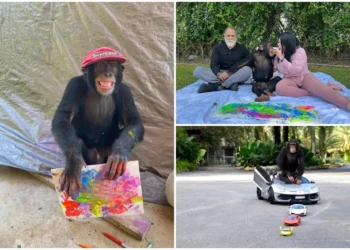 Шимпанзе, отхвърлено от майка си, стана интернет сензация с картини за 1000 долара