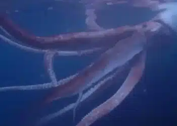 Японски водолази заснеха на видео гигантски калмари ВИДЕО
