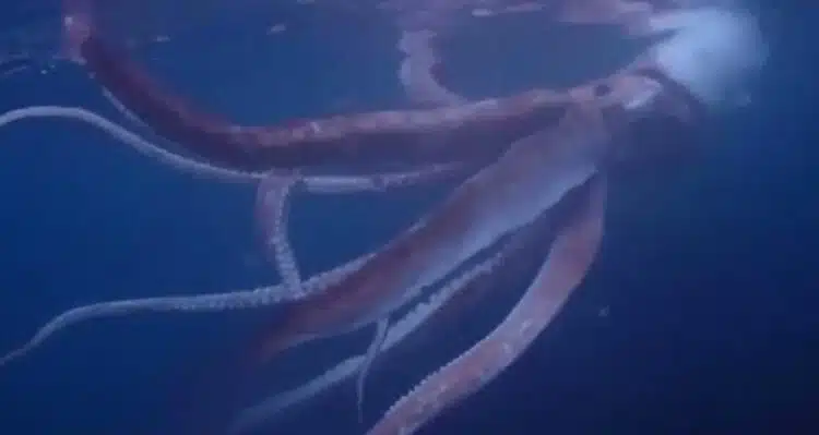 Японски водолази заснеха на видео гигантски калмари ВИДЕО