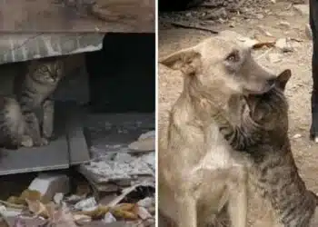 В Турция грижовни хора спасяват домашни любимци