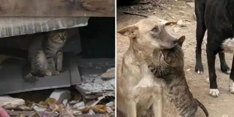 В Турция грижовни хора спасяват домашни любимци