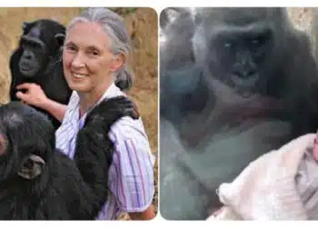 Историята на едно момче, родено от шимпанзе