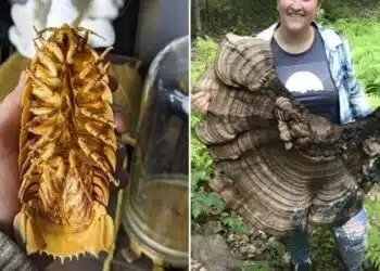 Необичайни находки, споделени в мрежата