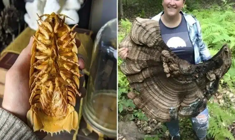 Необичайни находки, споделени в мрежата