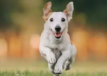 Тестът за изгубеното куче ще определи възрастта на мозъка ви. Проверете след 5 секунди