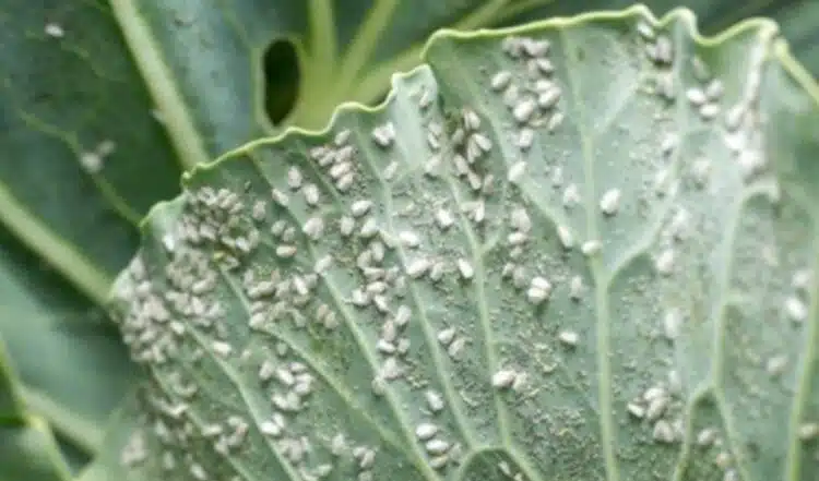 Борба с бялата муха: Народни средства за успешна превенция и отстраняване