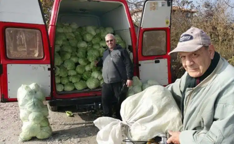Земеделски производители намаляват засаждането на зеле